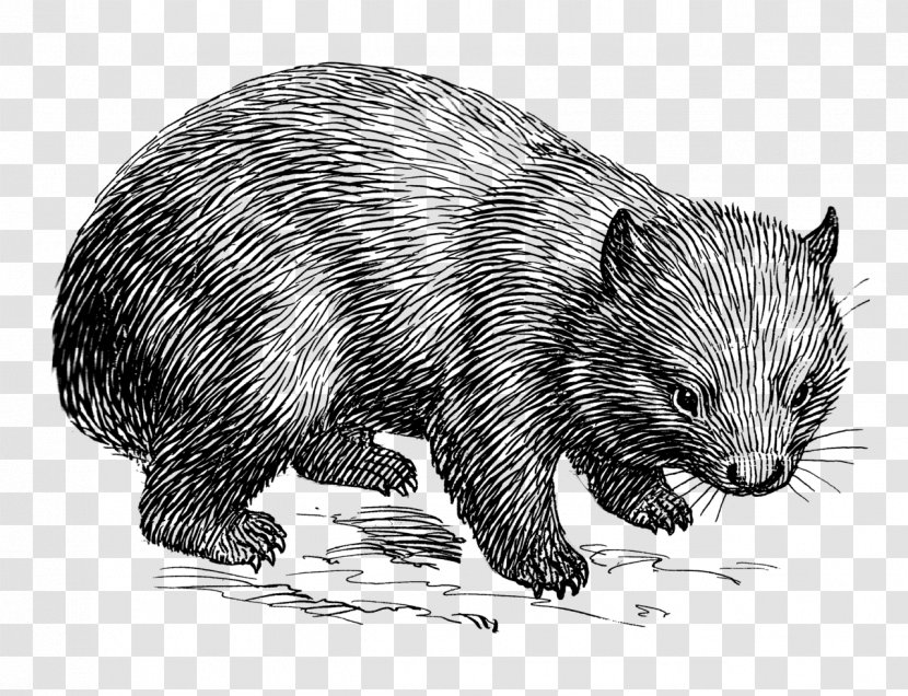 Wombat Drawing Line Art Clip - Rat - Doodle Transparent PNG