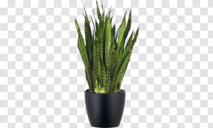 Viper's Bowstring Hemp Sansevieria Zeylanica Dwarf Umbrella Tree Plant Propagation Houseplant - Stem Transparent PNG