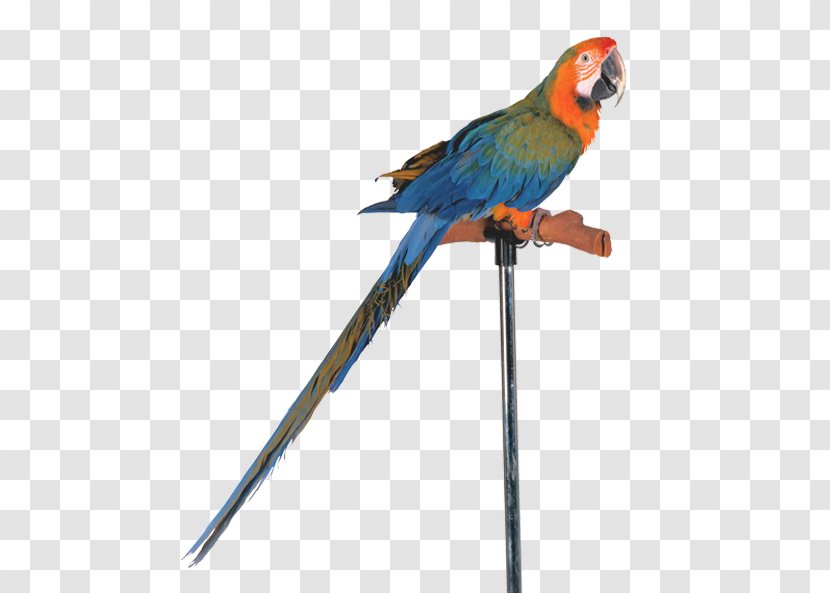 Bird Budgerigar Cockatiel Parakeet Cockatoo - Macaw Transparent PNG