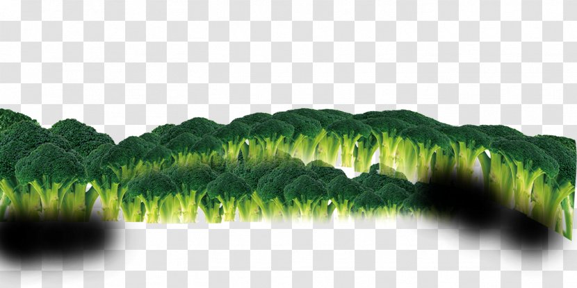 Broccoli Vegetable Icon - Organism - Vegetables Transparent PNG