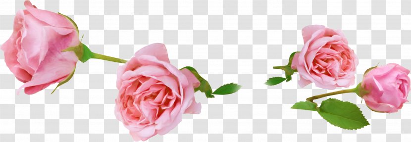 Garden Roses Animation - Rose Family - Magnolia Transparent PNG