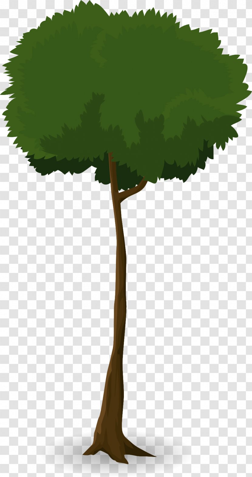 Tree Leaf Trunk Canopy Plant - Root - Branch Transparent PNG
