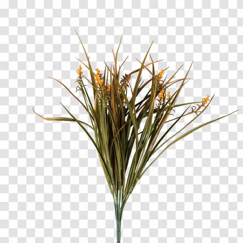 Flower Plants Houseplant Dracaena Sweet Grass - Family Transparent PNG