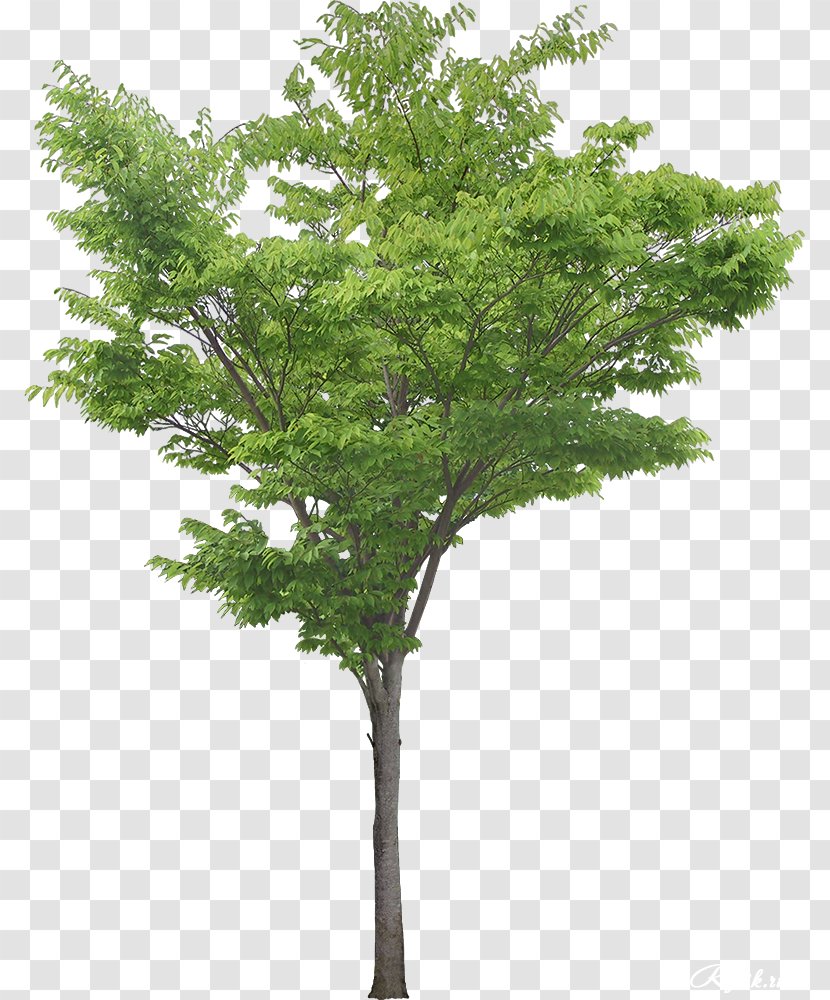 Tree White Poplar Plant - Populus Nigra - Garden Transparent PNG