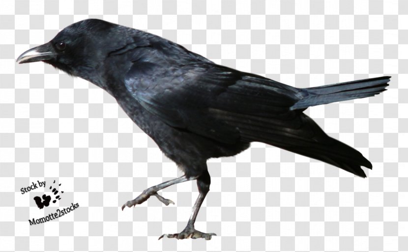 American Crow New Caledonian Bird Clip Art - Raven Transparent PNG