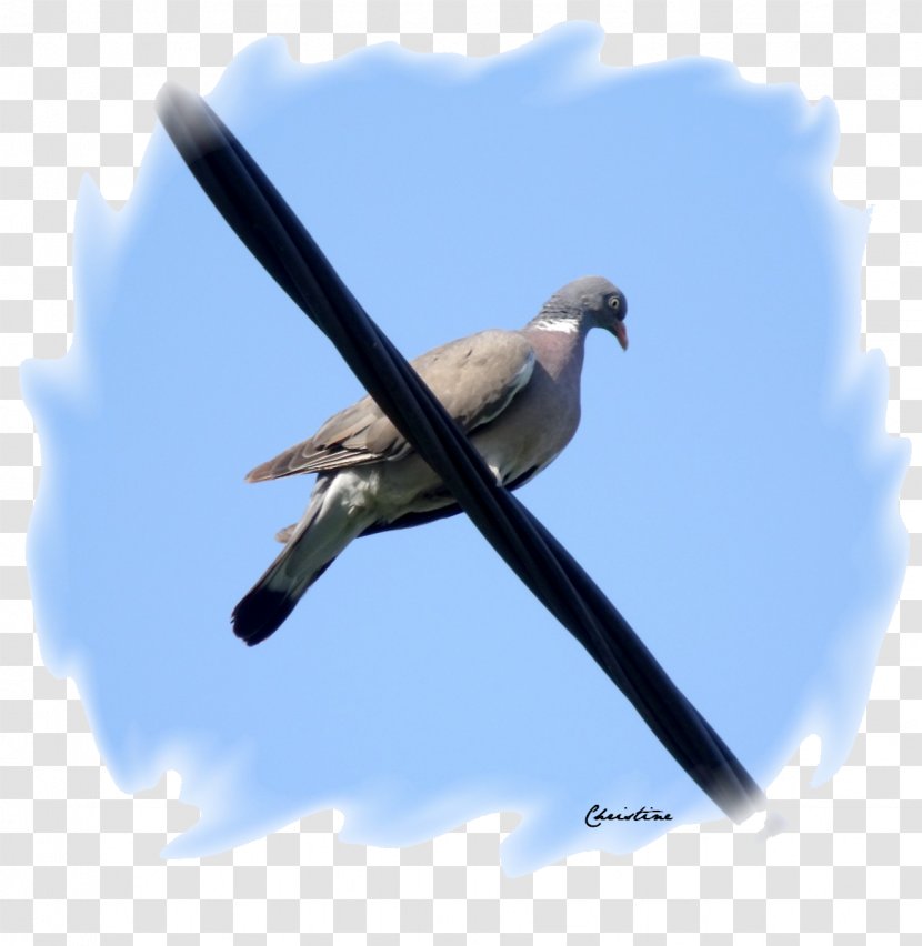 Flight Swallow Beak Wing Feather - Pigeons 12 0 1 Transparent PNG