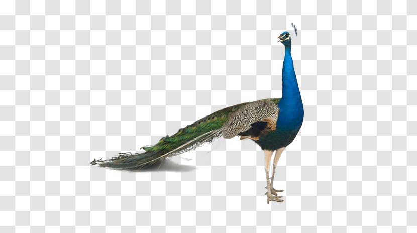 Bird Asiatic Peafowl Stock Photography Feather - Shutterstock - Free To Pull The Material Peacock Picture Transparent PNG