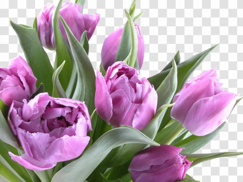 Birthday Flower Tulip Daytime Widescreen - Tulips Transparent PNG