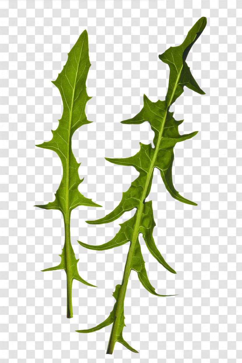 Leaf Vegetable - Branch - Green Leafy Vegetables Transparent PNG