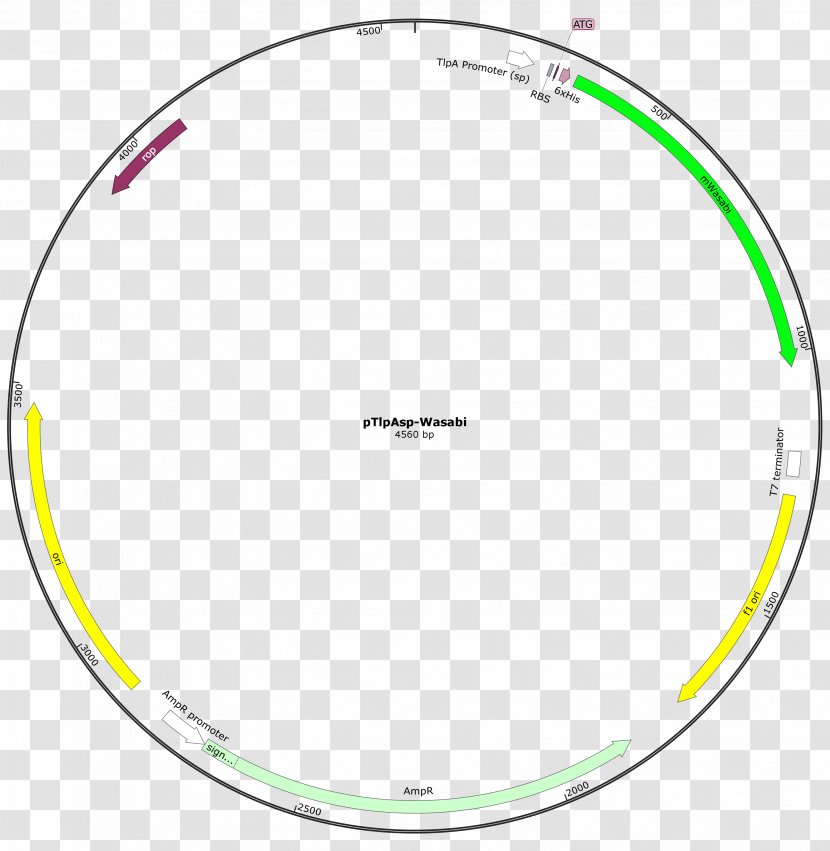 Circle Area Point Circumference Geometry - Disk Transparent PNG