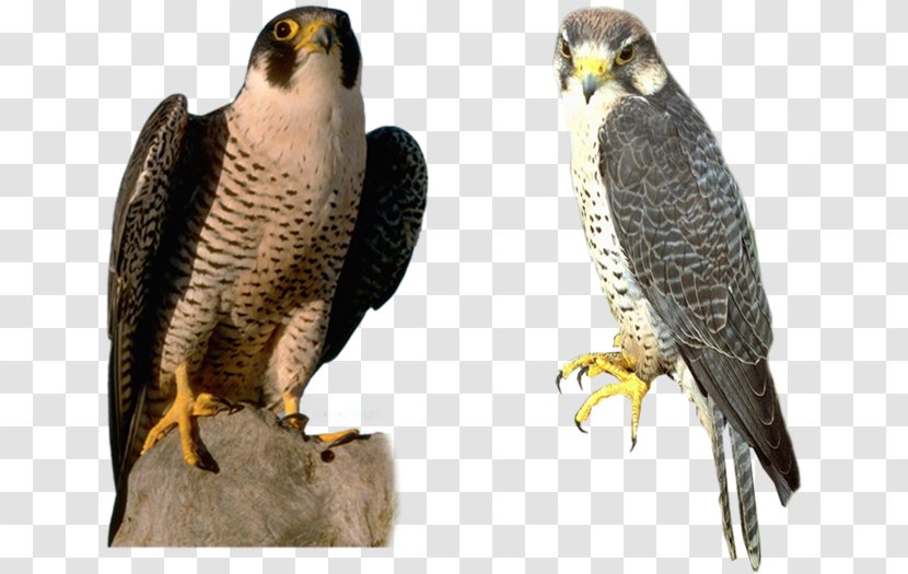 Falcon Bird - Owl Transparent PNG