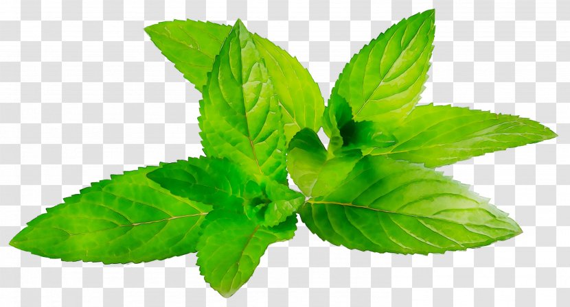 Essential Oil Herbalism Basil Spearmint - Flowering Plant - Lemon Transparent PNG