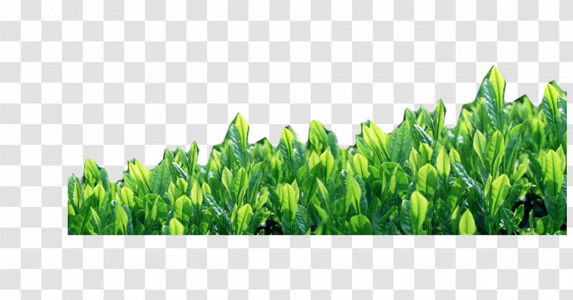 Green Tea Camellia Sinensis - Grass Family Transparent PNG