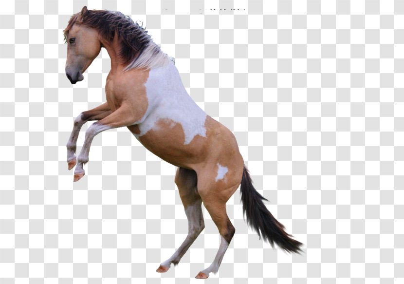 Mane Mustang Stallion Foal Mare - Halter Transparent PNG