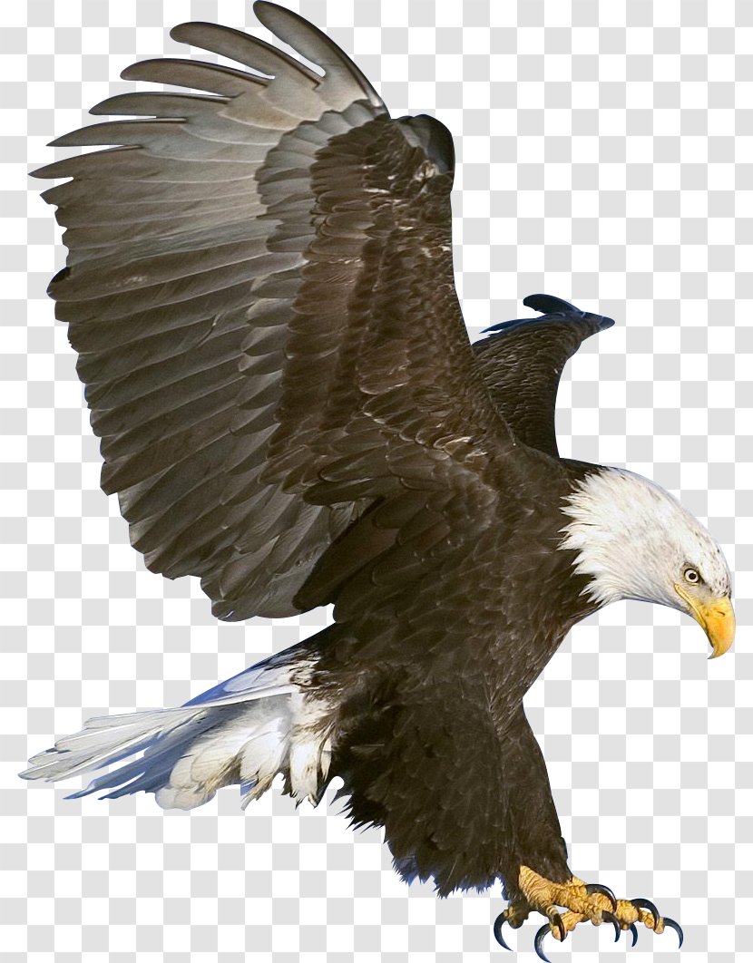 Bald Eagle Black Clip Art - American Transparent PNG