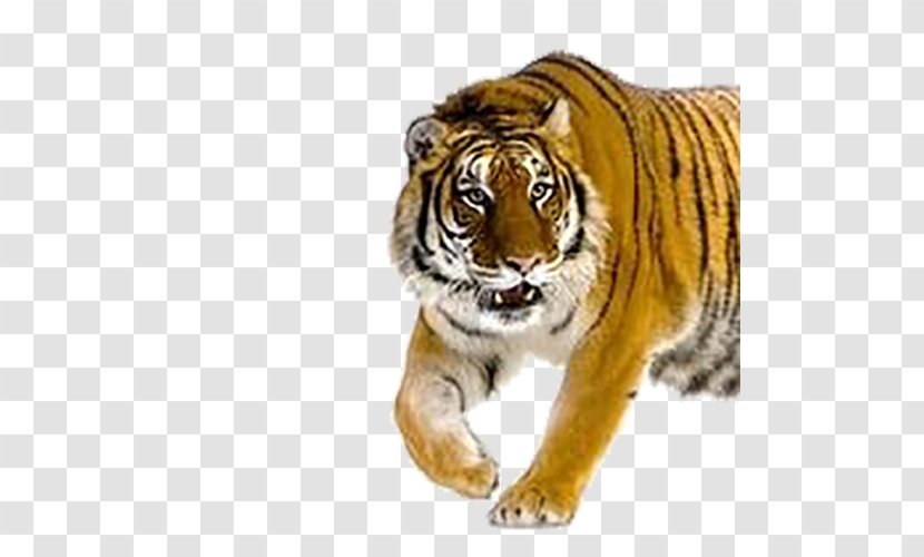 Tiger Cat - Animal Transparent PNG