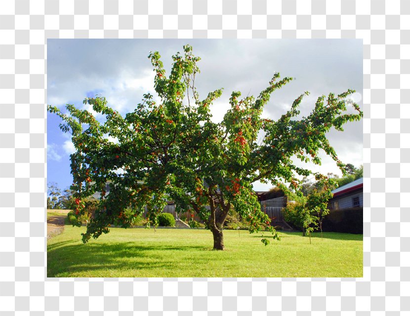 Prunus Mandshurica Apricot Kernel Fruit Tree - Sowing Transparent PNG
