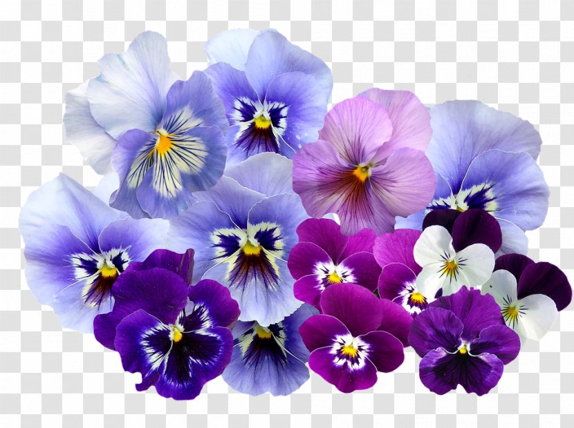 Pansy Violet Color Flower Transparent PNG