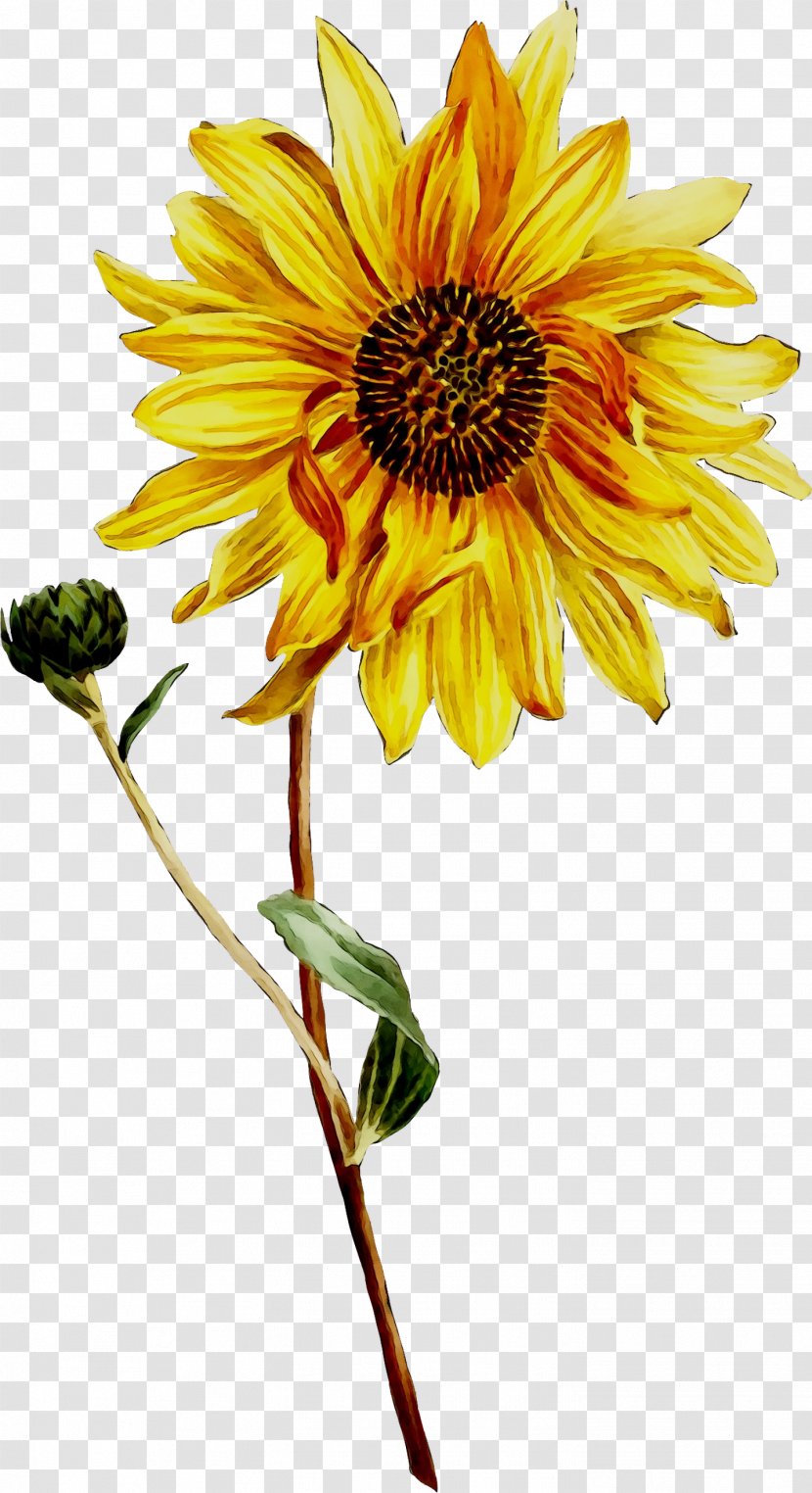 Clip Art Image Illustration Drawing - Plant Stem - Sunflower Seed Transparent PNG
