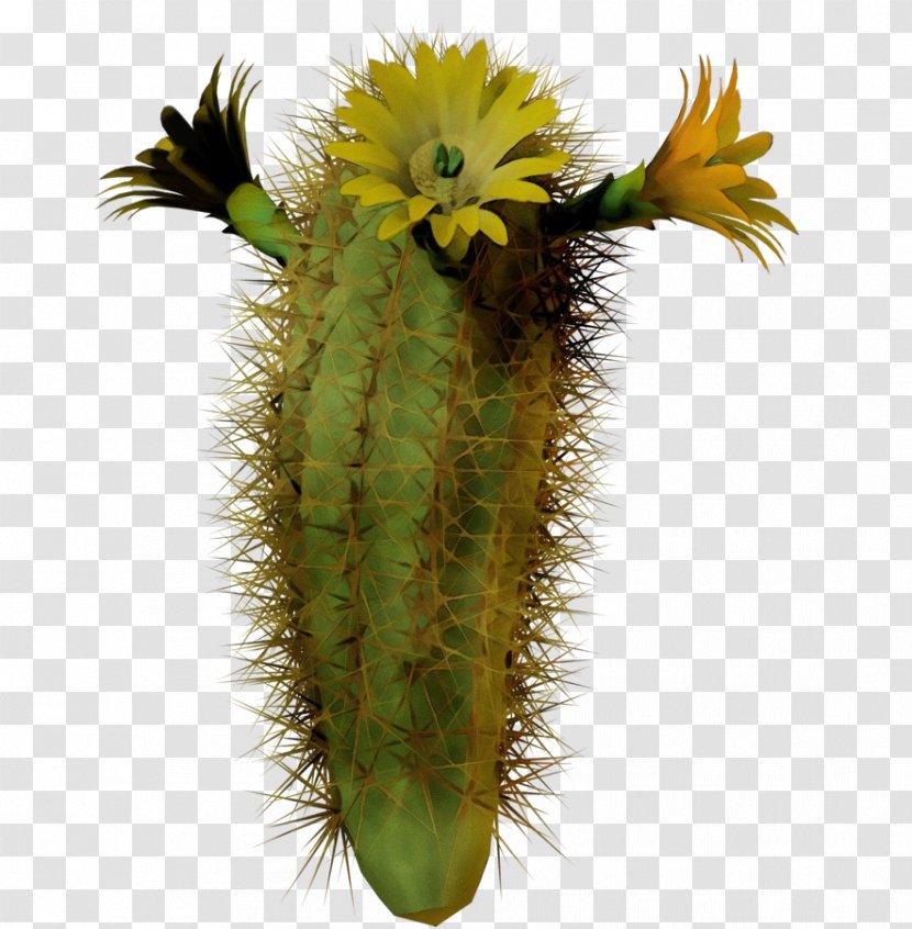 Cactus Cartoon - Houseplant - Perennial Plant Largeflowered Transparent PNG