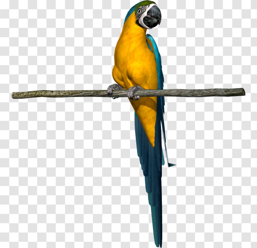 Parrot Bird Parakeet Macaw Beak - BABY SHARK Transparent PNG