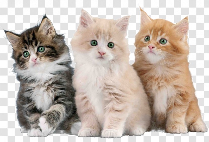 Kitten British Semi-longhair Asian Ragamuffin Cat Cymric - Domestic Short Haired Transparent PNG