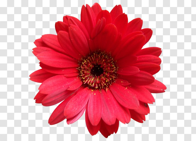 Transvaal Daisy Stock Photography Royalty-free Common - Flowering Plant - Flower Transparent PNG