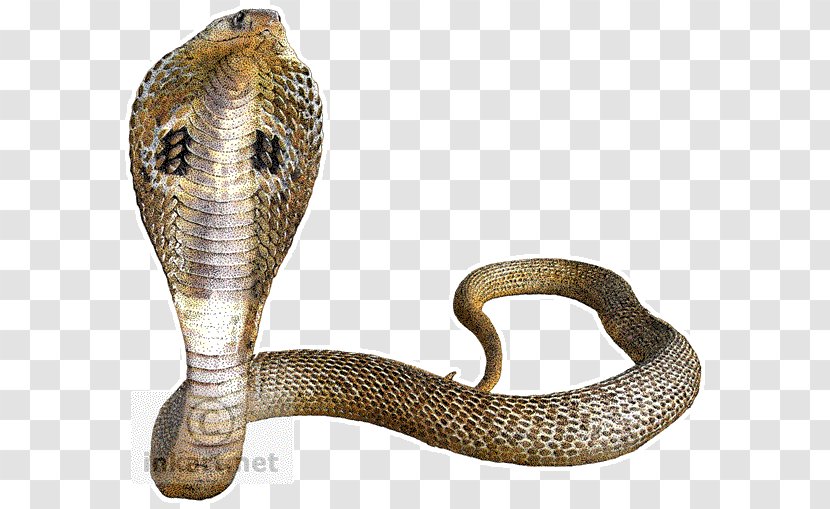 Snake Indian Cobra King - Scaled Reptile - Transparent Background Transparent PNG