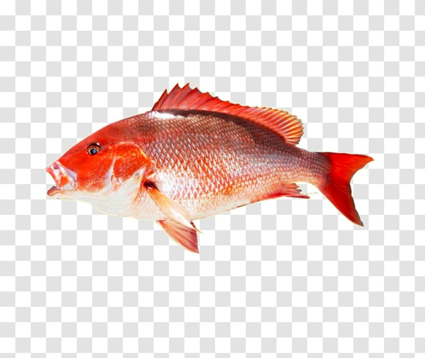 Northern Red Snapper King Mackerel Food - Bony Fish Transparent PNG