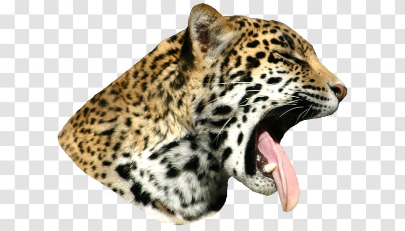Snow Leopard Cheetah Whiskers Fur - Carnivoran - Jaguar Transparent PNG