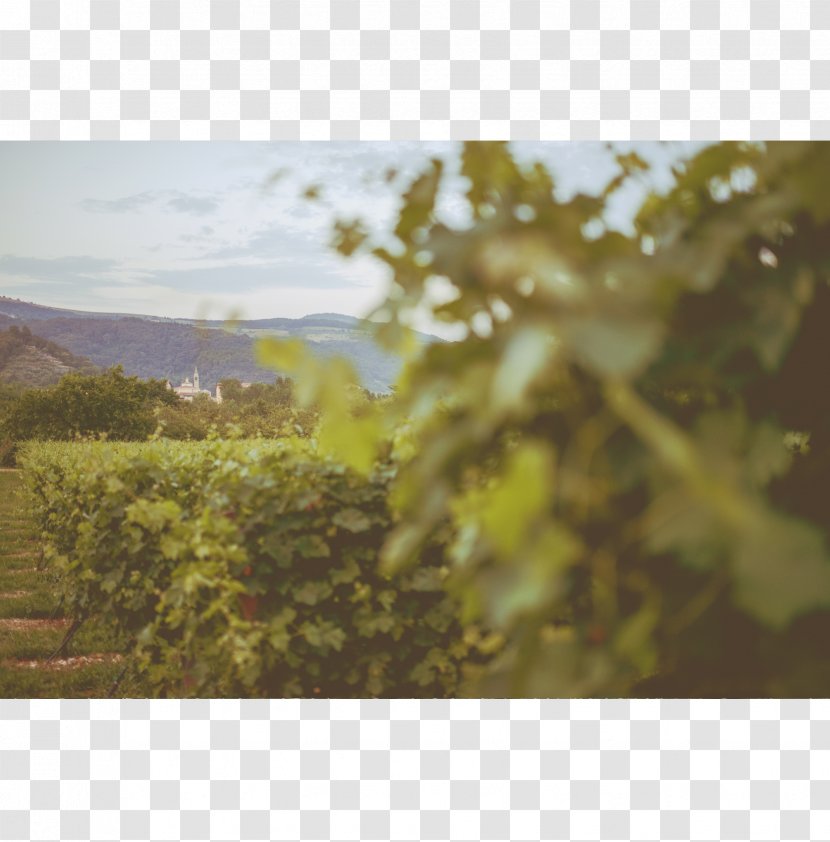 Rondinella Valpolicella Amarone Corvina Wine - Ripasso - Vineyard Transparent PNG