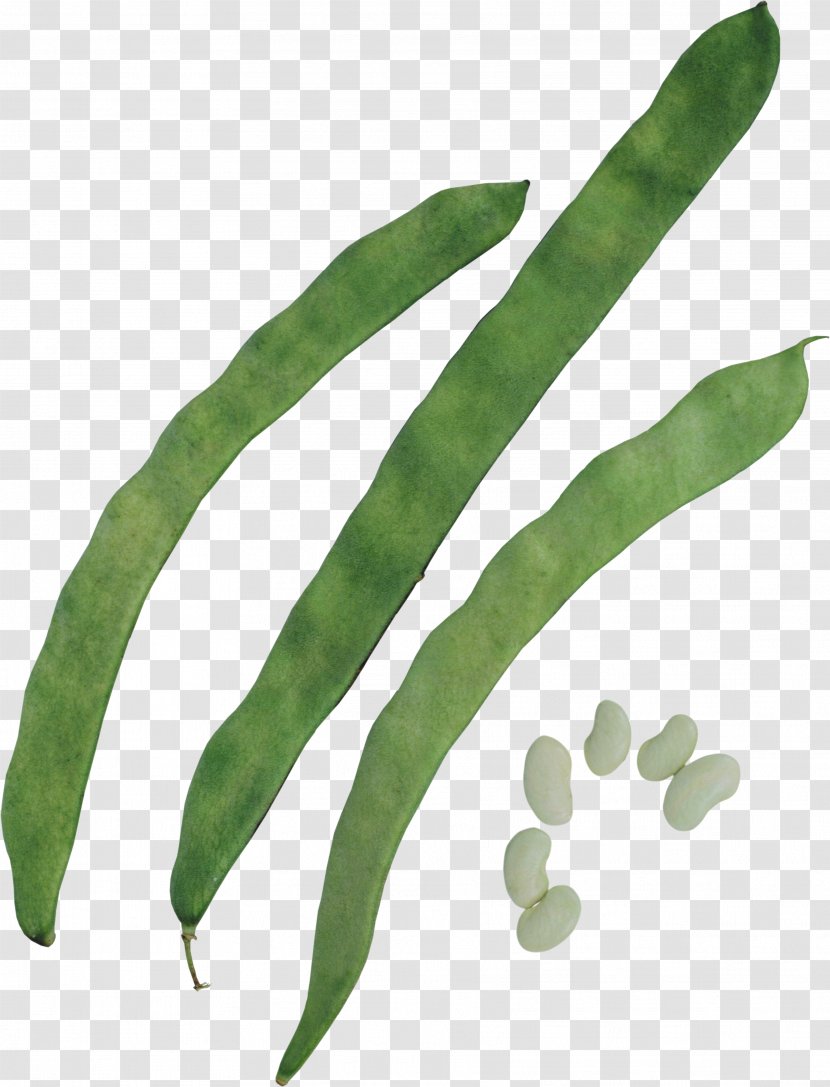 Green Bean Silique Common Pea - Bag Transparent PNG