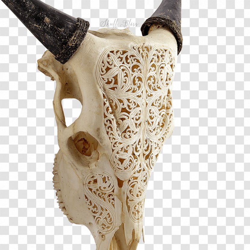 Bone Animal Skulls Horn Cattle - Long Transparent PNG