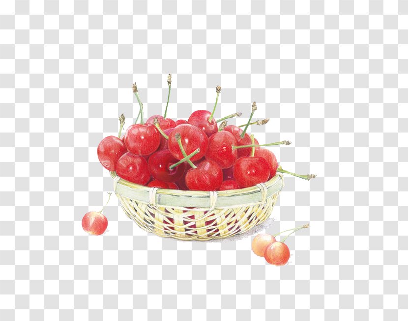 Cherry Painting Colored Pencil Auglis Illustration Transparent PNG