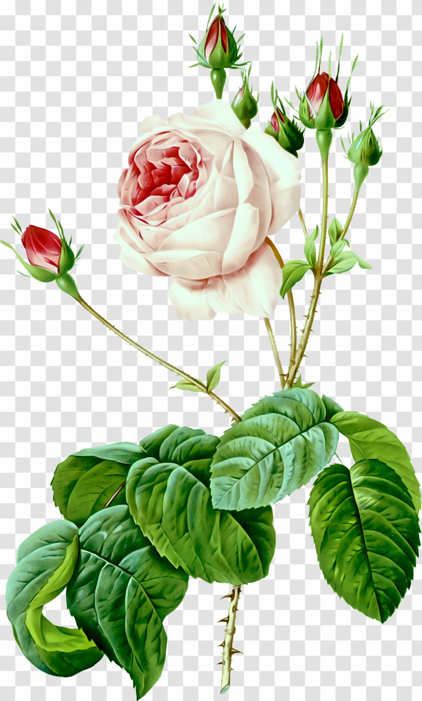 Les Roses Illustration Painting Moss Rose Art - Drawing Transparent PNG