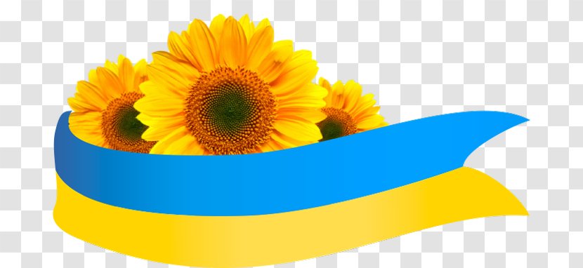 Common Sunflower Подсолнух Flag Of Ukraine - Seed - Flower Transparent PNG