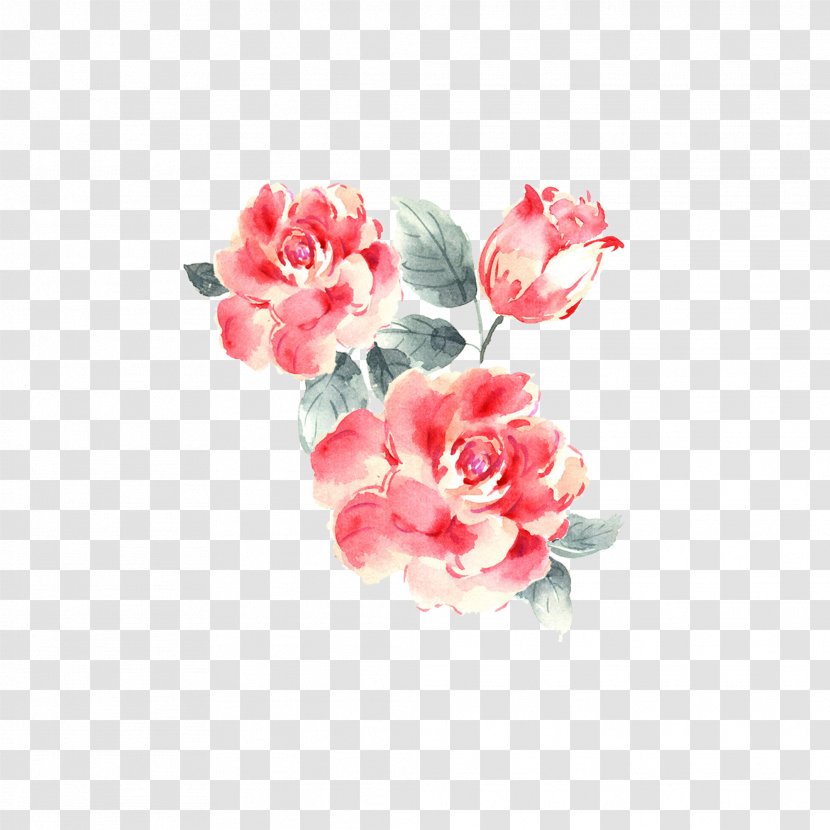 Garden Roses Drawing - Red - Plant Flowers Transparent PNG