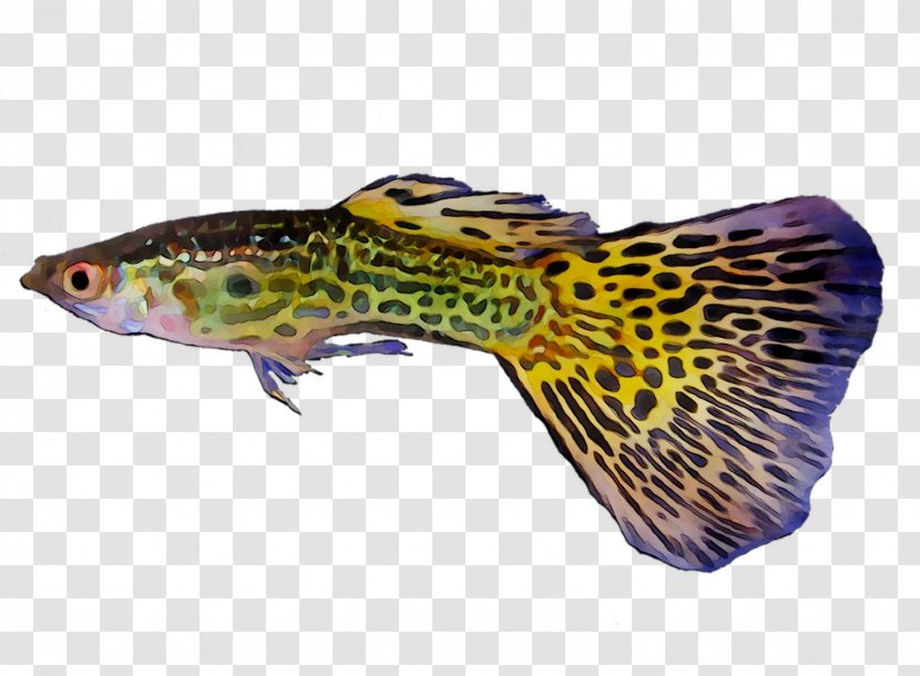 Fauna Purple Fish Terrestrial Animal Transparent PNG