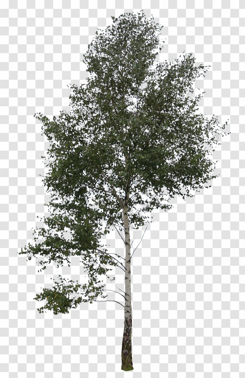 Trees And Leaves Cutleaf Weeping Birch Silver Branch - Plane Tree Family Transparent PNG