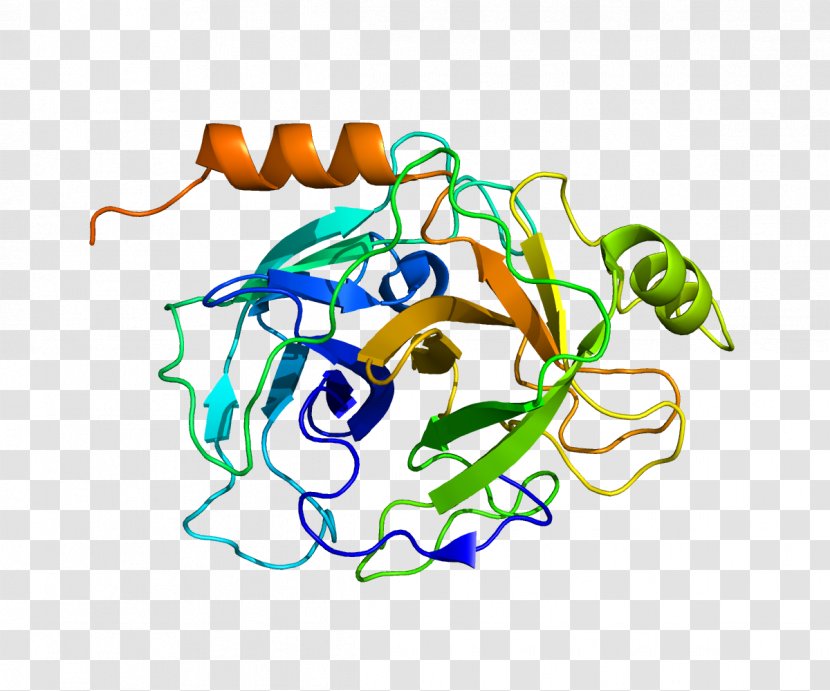 PRSS8 Serine Protease Protein Gene Human - Artwork - Sodium Channel Transparent PNG