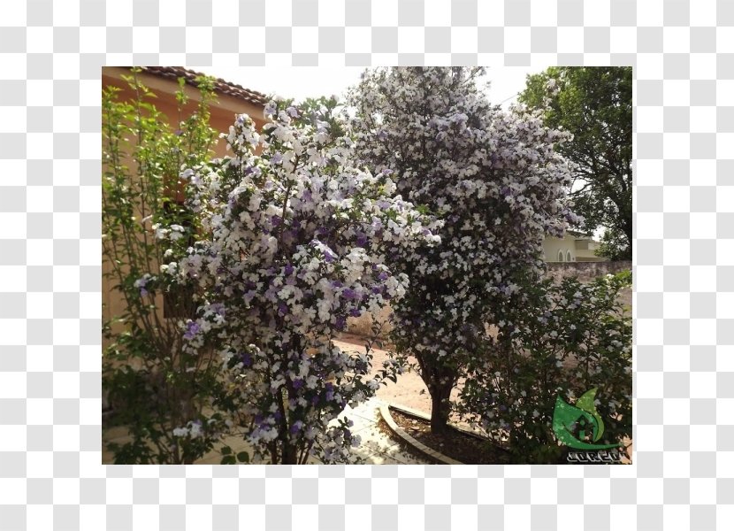 Rua Manacá Branch Shrubland Lilac - Beauty - Bellandris Rehner Garden Center Transparent PNG