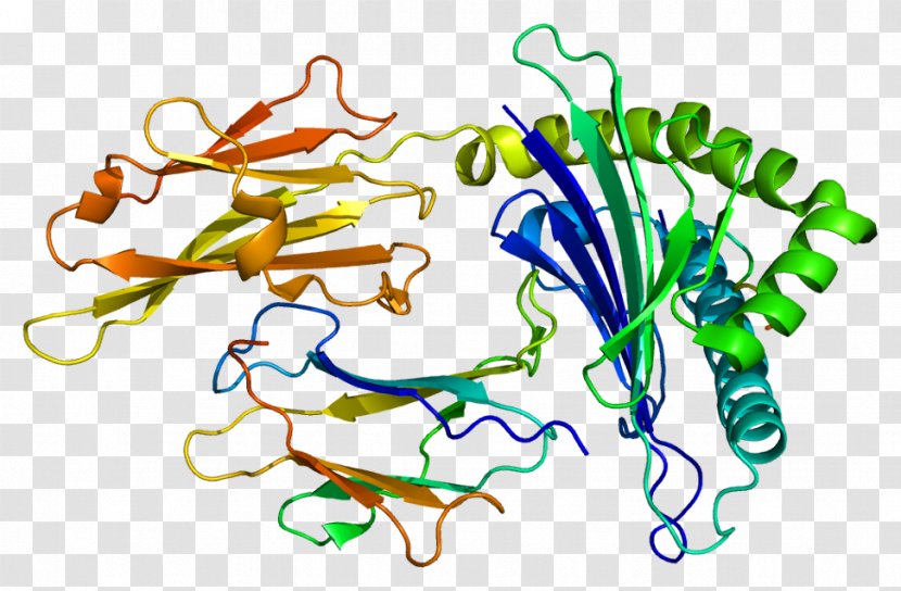 HLA-G Human Leukocyte Antigen HLA-F HLA-B Major Histocompatibility Complex - Antibody Transparent PNG