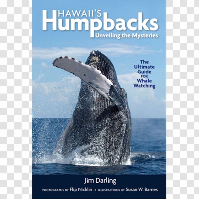 Gray Whale Hawaii's Humpbacks: Unveiling The Mysteries Hawaiian Islands Humpback National Marine Sanctuary Maui Among Giants: A Life With Whales Transparent PNG