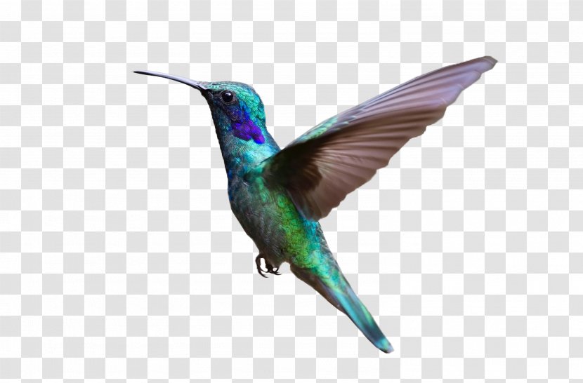 Hummingbird Bird Flight Clip Art - Fauna Transparent PNG