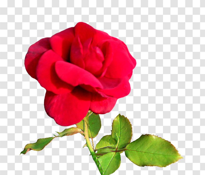 Valentine's Day Flower Heart Rose Clip Art - Petal - Red Velvet Transparent PNG