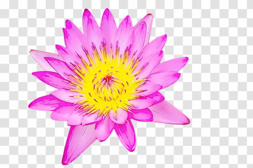 Annual Plant Chrysanthemum Aquatic Plant Petal Aster Transparent PNG