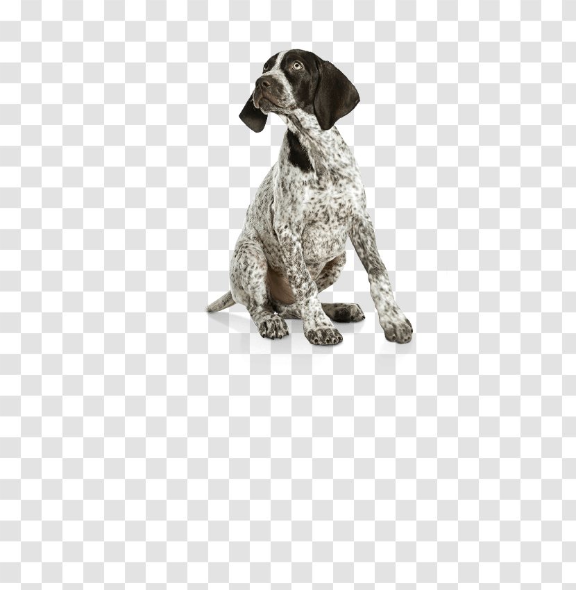 German Shorthaired Pointer Wirehaired Labrador Retriever Puppy Dog Breed - Pointing Griffon Transparent PNG