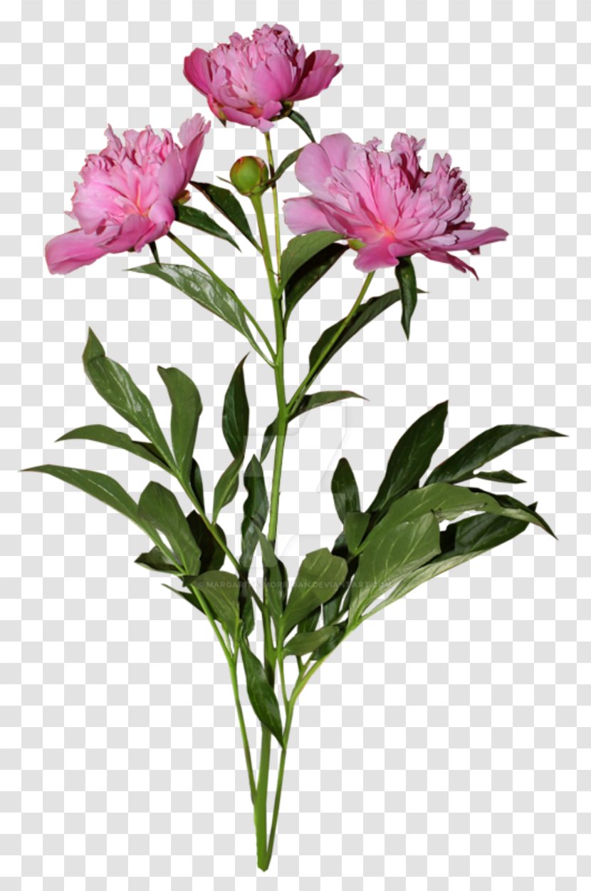 Moutan Peony Flower - Plant Transparent PNG