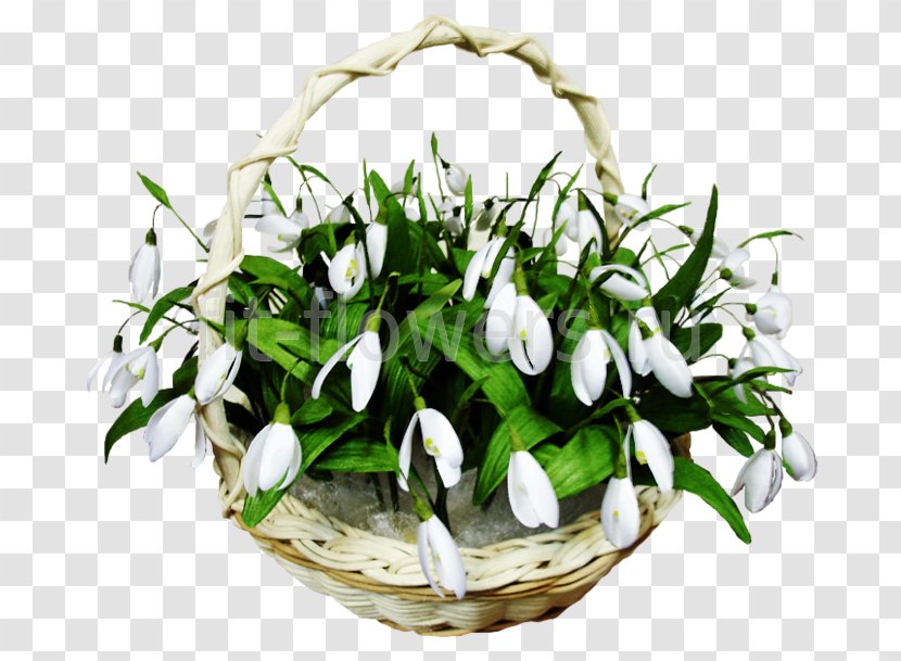 Spring Ansichtkaart Snowdrop Animaatio - Flowerpot - Winter Transparent PNG