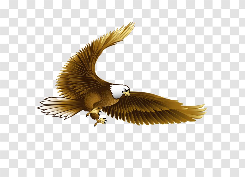 Bird Bald Eagle Hawk - Feather - Pushup Transparent PNG